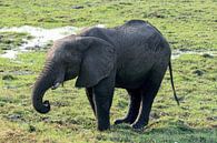 Elefant im Chobe-Nationalpark Afrika von Merijn Loch Miniaturansicht