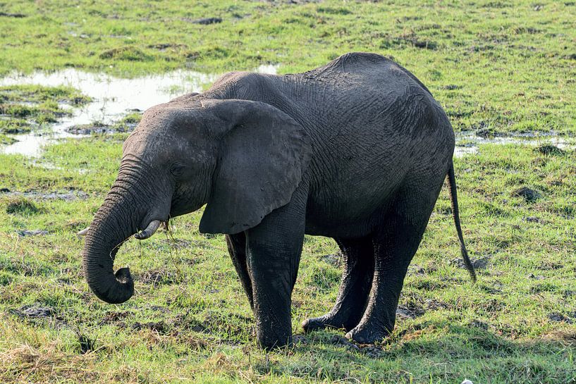 Elefant im Chobe-Nationalpark Afrika von Merijn Loch