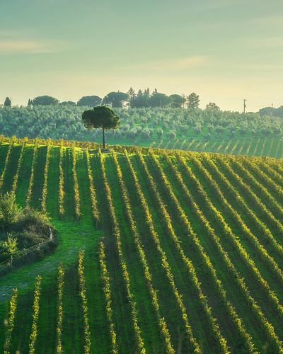 Chianti-wijngaard met pijnboom bij Strada in Chianti, Toscane