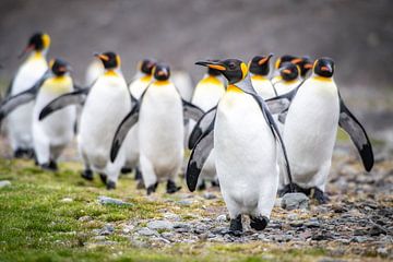 Königspinguine auf Südgeorgien von Ron van der Stappen