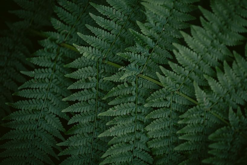 Forest canopy - Botanical Fern Photo by Marika Huisman fotografie
