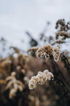 Flowering grass by Vera de Vries