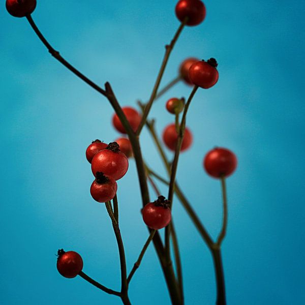Red berries by Andreas Berheide Photography