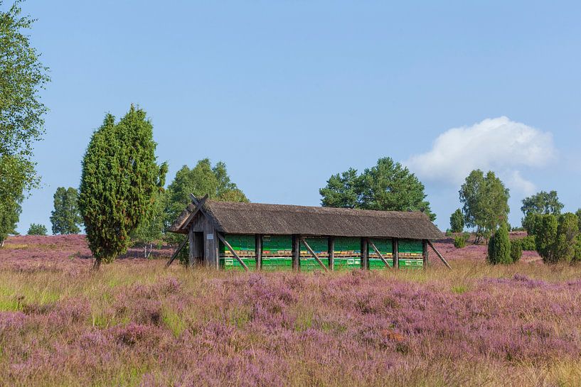 Bijenstal, Wilsede, natuurgebied Lüneburger Heide, Nedersaksen, Duitsland van Torsten Krüger
