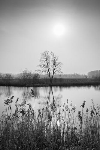 Naturschutzgebiet Kalkense Meersen, Monochrom