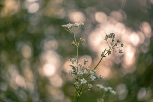 Oranjetipje op fluitenkruid met bokeh