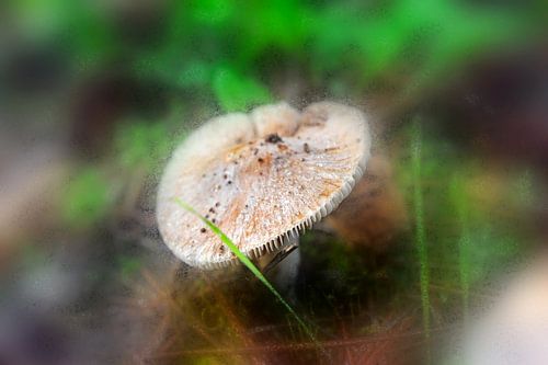 Champignon