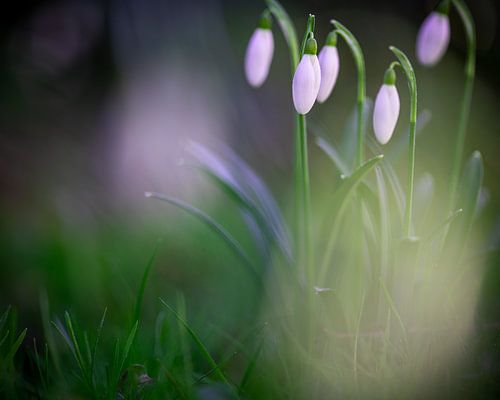 Perce-neige