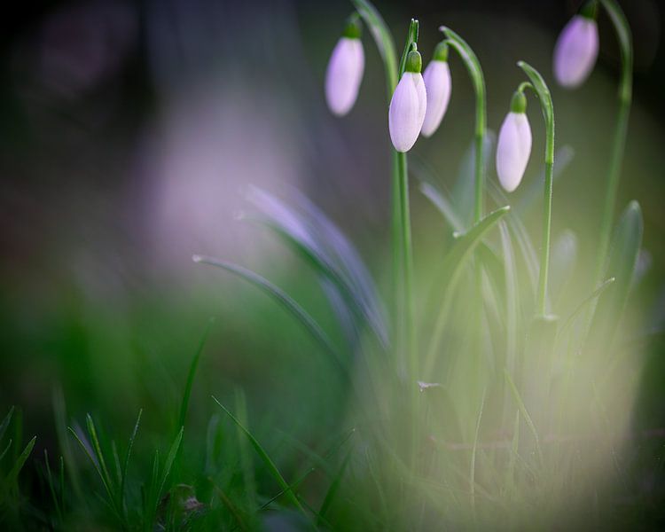 Snowdrops by Hans-Bernd Lichtblau