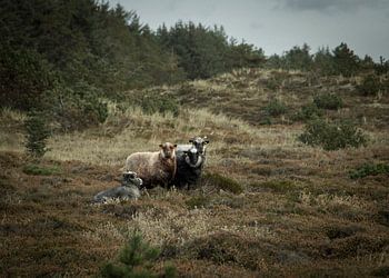 Een kudde schapen in Nationaal Park Thy