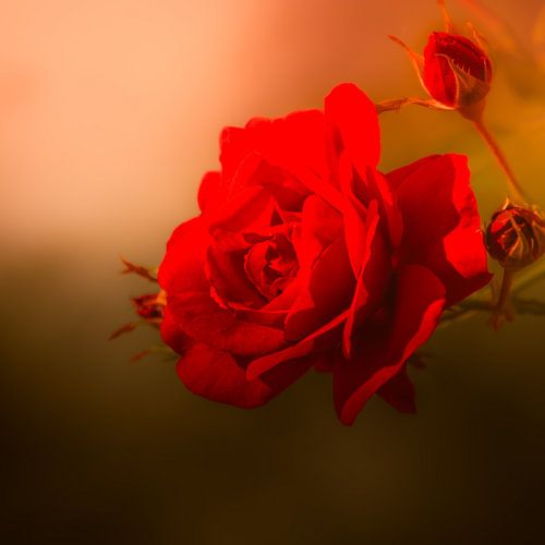 Just a red rose in the evening mist