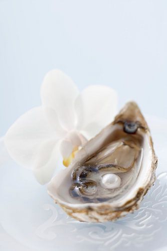 00961832 Verse oester met parel en witte orchidee