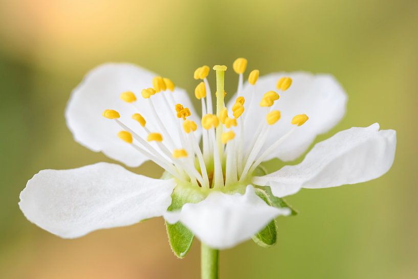 Zwetschgenblüte von Michael Valjak