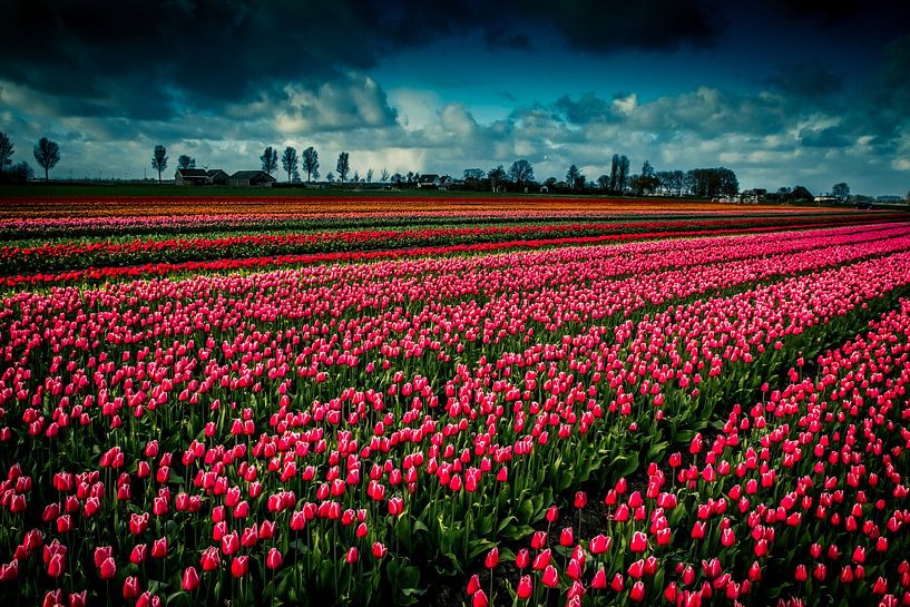 rot und blau von peterheinspictures
