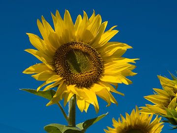 Zonnebloem van M  van den Hoven