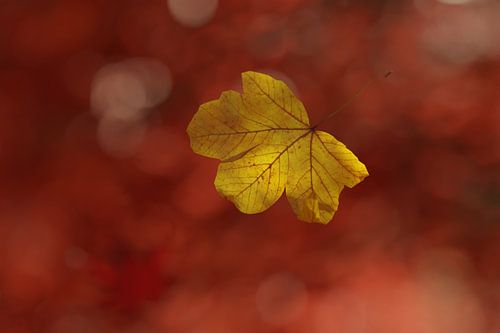 Feuille d'érable tombante devant un magnifique bokeh de feuillage