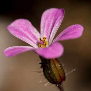 Pink Flower sur Jantien van Dam