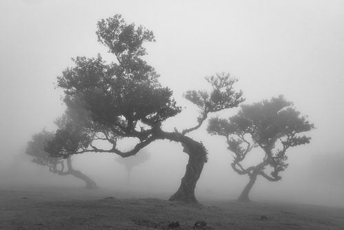 Fanal Forest I