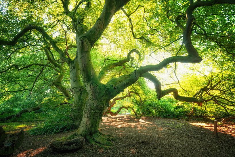 L'avenue du hêtre de Süntel en été par Oliver Henze