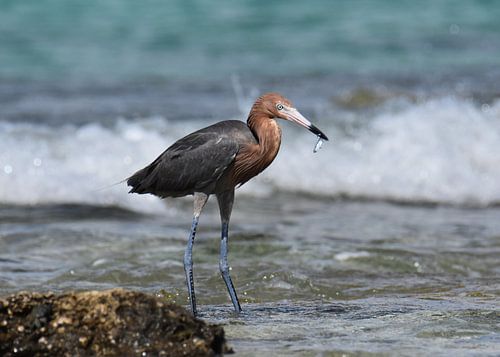 Red-necked heron caught a fish