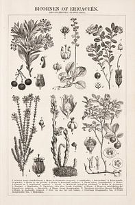 Vintage botanische prent Ericaceëen van Studio Wunderkammer