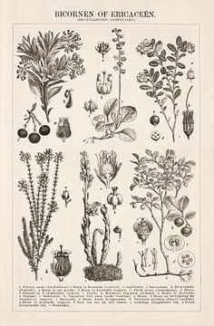 Imprimé botanique vintage Ericaceene sur Studio Wunderkammer