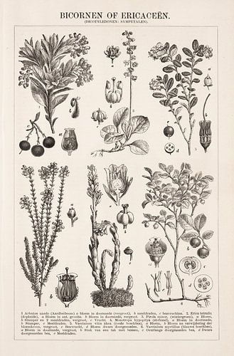 Vintage botanische prent Ericaceëen