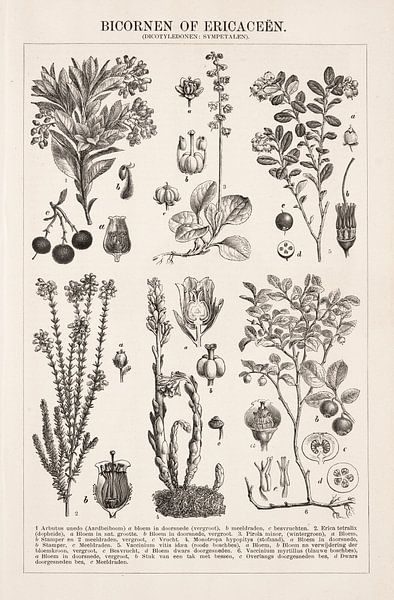 Vintage botanical print Ericaceene by Studio Wunderkammer