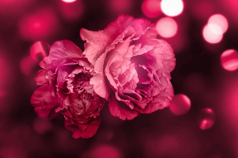 peonies by Dörte Bannasch