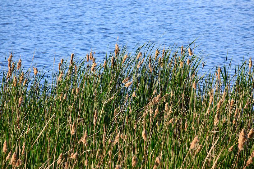 Reeds by Thomas Jäger