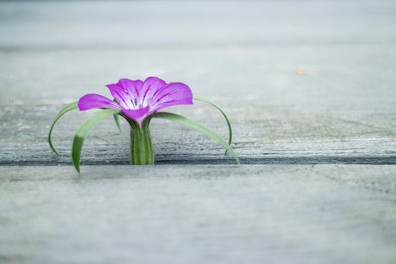 Vlasbloem 1 van RNK Fotografie
