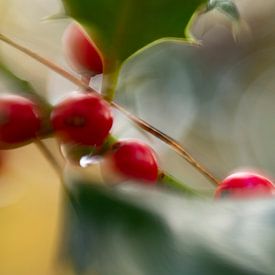 autumn berries by Detty Verbon