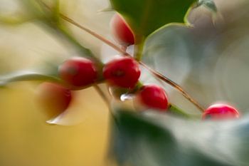 Herbstbeeren