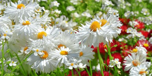 Marguerites