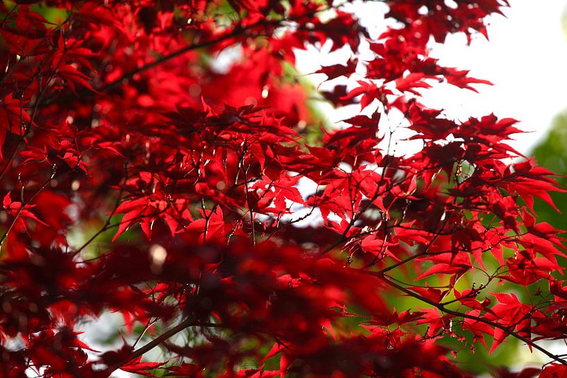 Fächerahorn von Thomas Jäger