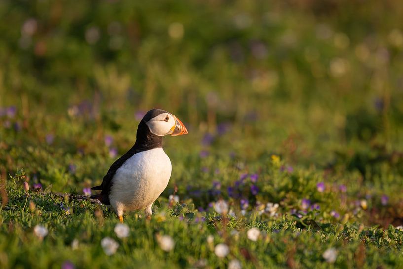 Puffin among flowers in the golden hour by Rene van Dam