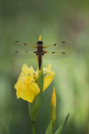 Like a fairytale van Daan de Vos