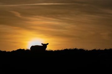 Lammetje Texel zonsondergang van Texel360Fotografie Richard Heerschap