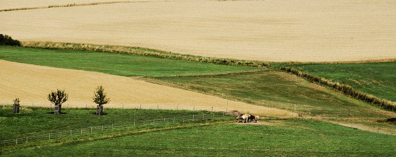 Paarden van Harrie Muis