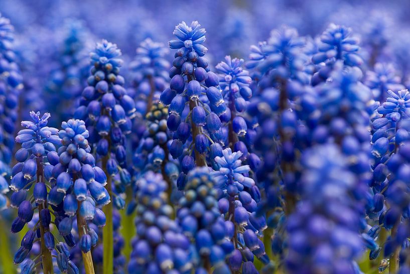 Wisteria by Martien Janssen