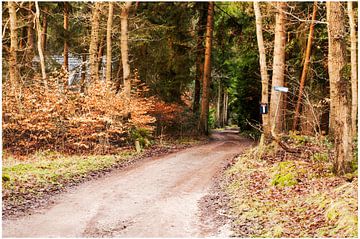 Mooie bossen in Drenthe sur Anuska Klaverdijk