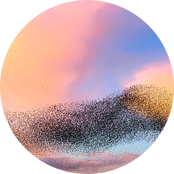 Grote groep spreeuwen tijdens zonsondergang in de lucht