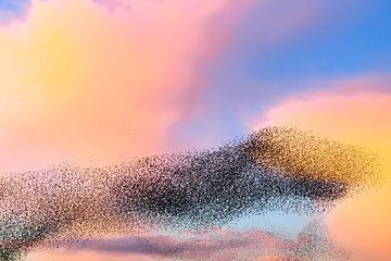 Grote groep spreeuwen tijdens zonsondergang in de lucht van Sjoerd van der Wal Fotografie