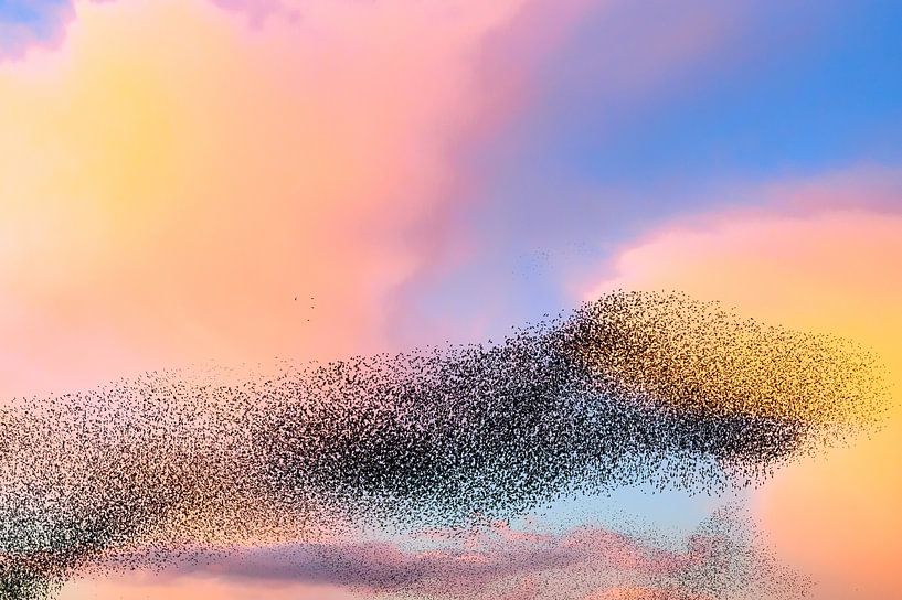 Grote groep spreeuwen tijdens zonsondergang in de lucht van Sjoerd van der Wal Fotografie