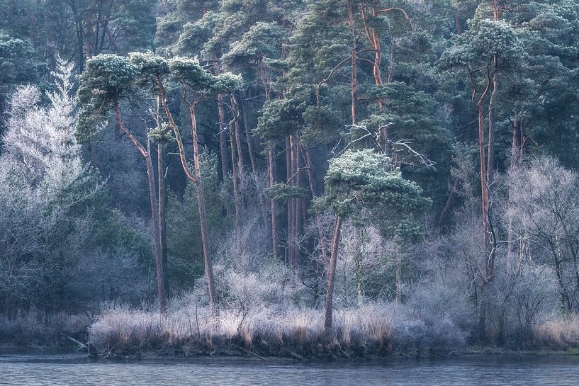 frosty morning van Erik de Jong