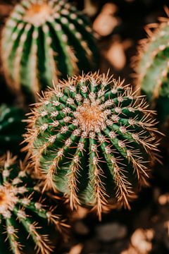 Close-up van een groen cactuslandschap van Poster Art Shop