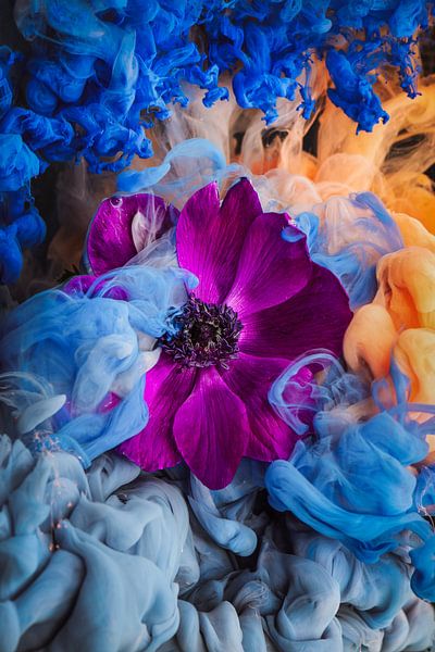 pink anemone by Steffen Gierok