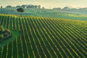 Chianti-Weinberge und eine Pinie im Herbst, Toskana