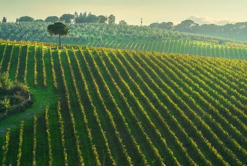Chianti wijngaarden en een pijnboom in de herfst, Toscane