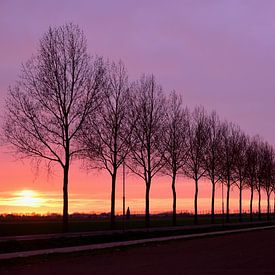 Sonnenuntergang hinter den Bäumen von Denise van Gerven
